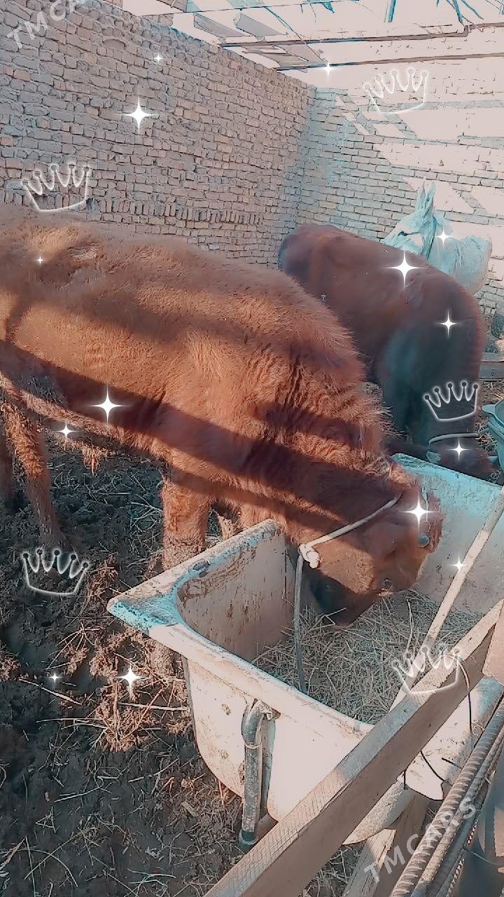 okuzler - Türkmenabat - img 4