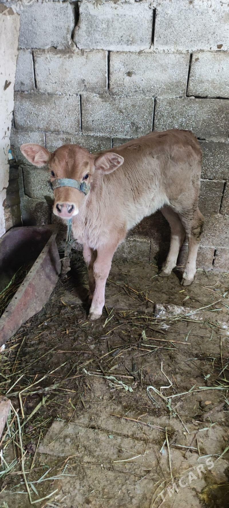 Sygyr - Bäherden - img 3