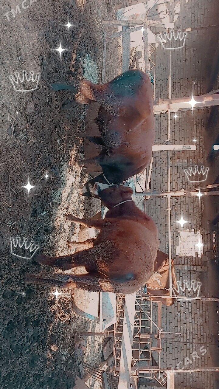 okuzler - Türkmenabat - img 3