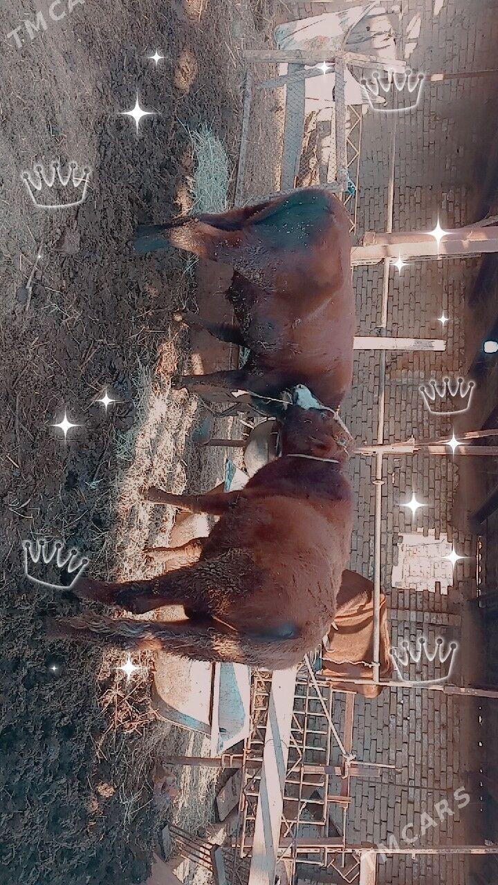 okuzler - Türkmenabat - img 2