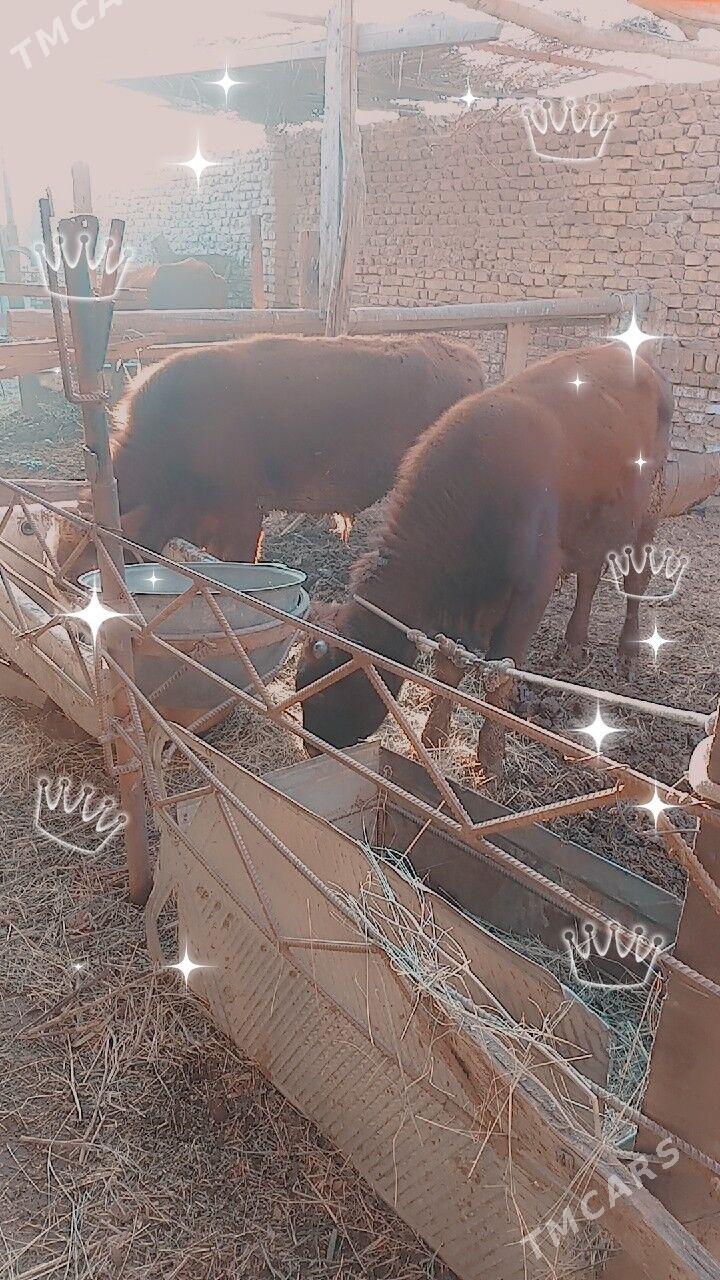 okuzler - Türkmenabat - img 7