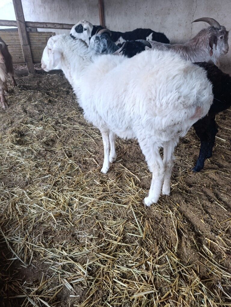 Biçilen ŷaş mallar - Bagyr - img 7