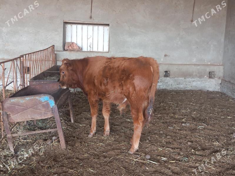 okuz - Wekilbazar - img 1