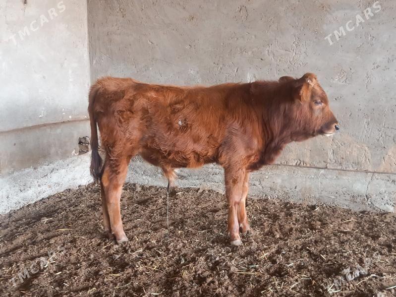 okuz - Векильбазар - img 2