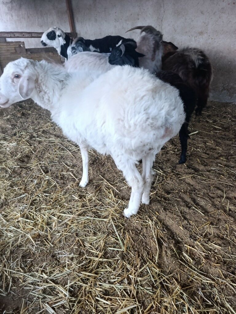 Biçilen ŷaş mallar - Bagyr - img 8