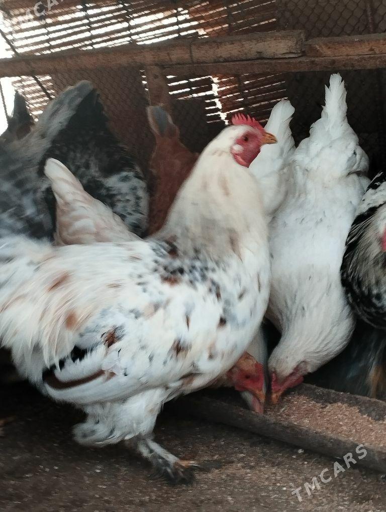 Horaz - Mary - img 4