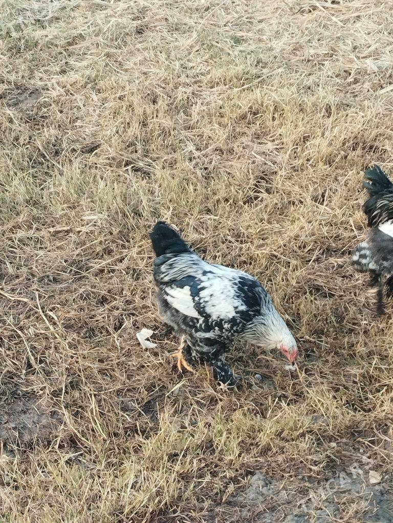 Horaz - Mary - img 3