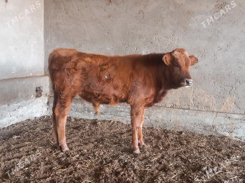 okuz - Векильбазар - img 3