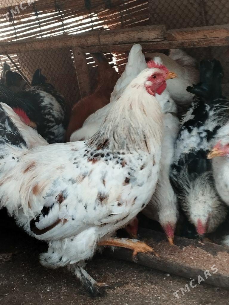 Horaz - Mary - img 1