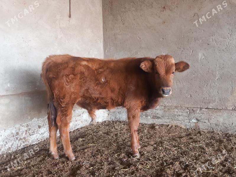 okuz - Векильбазар - img 4