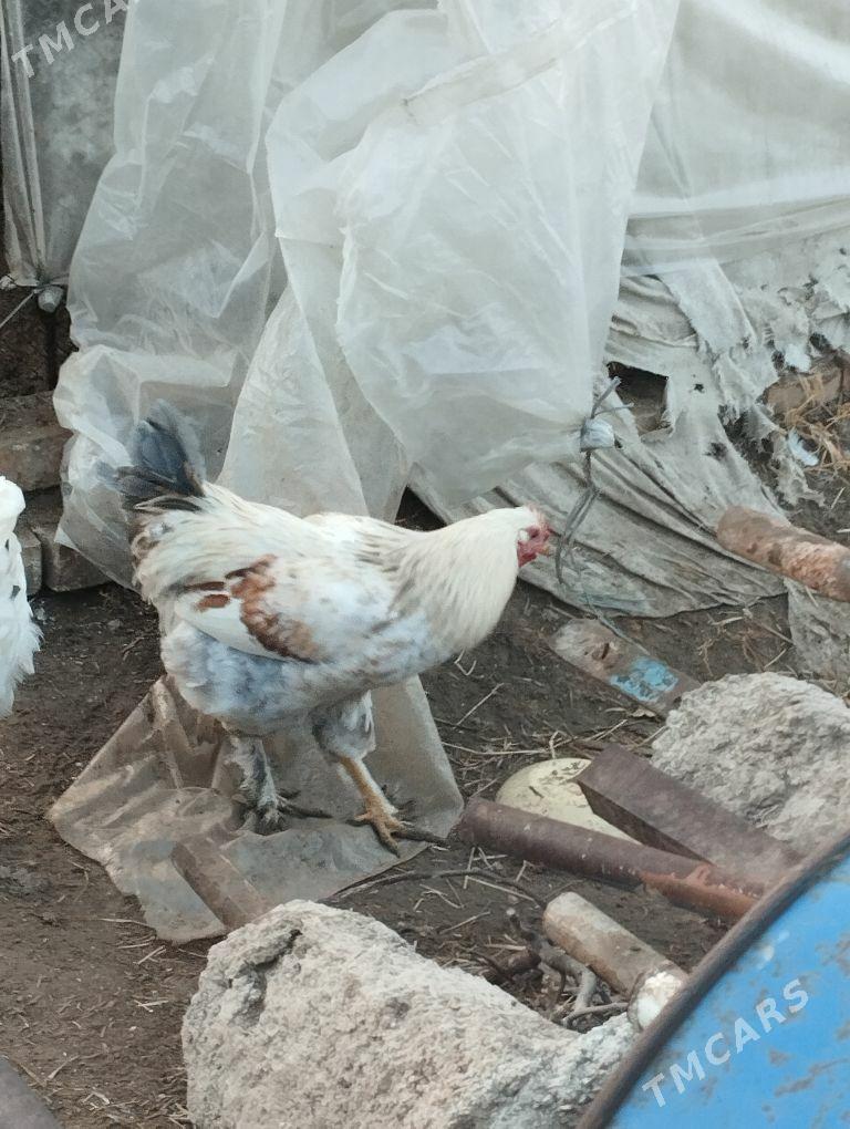 Horaz - Mary - img 2