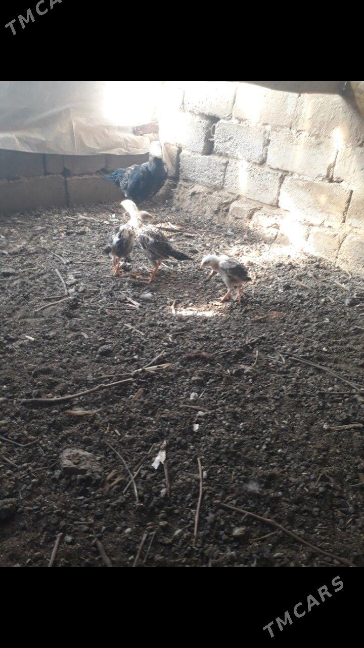 taskent maki - Бузмеин - img 2