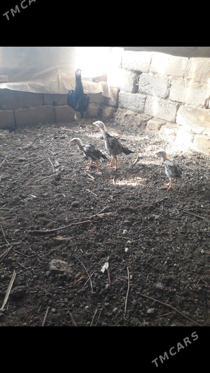 taskent maki - Бузмеин - img 3