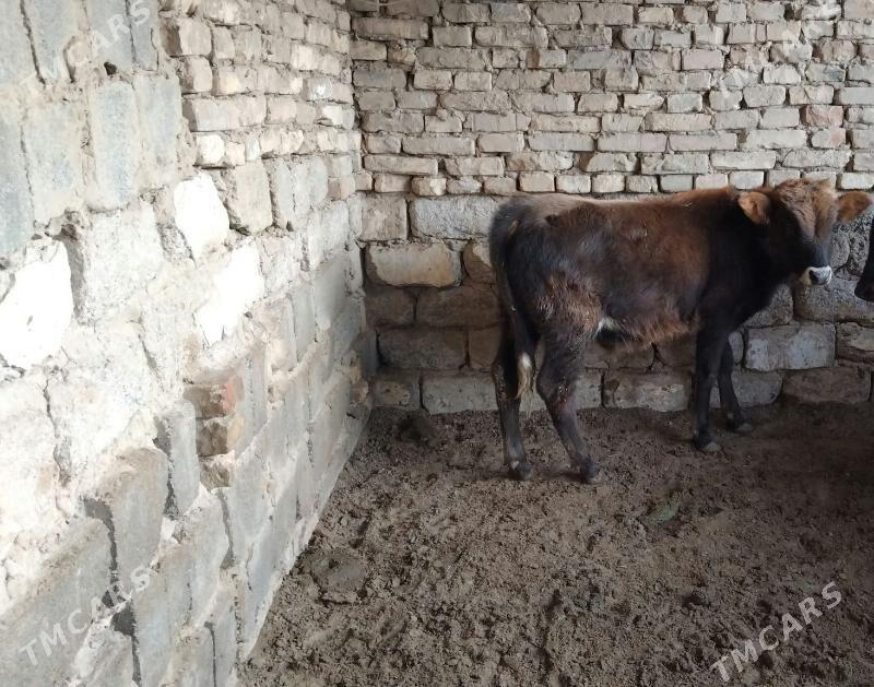 OKÜZ ŞWES - Aşgabat - img 2