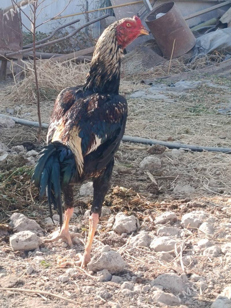 horaz juje - Türkmenabat - img 3