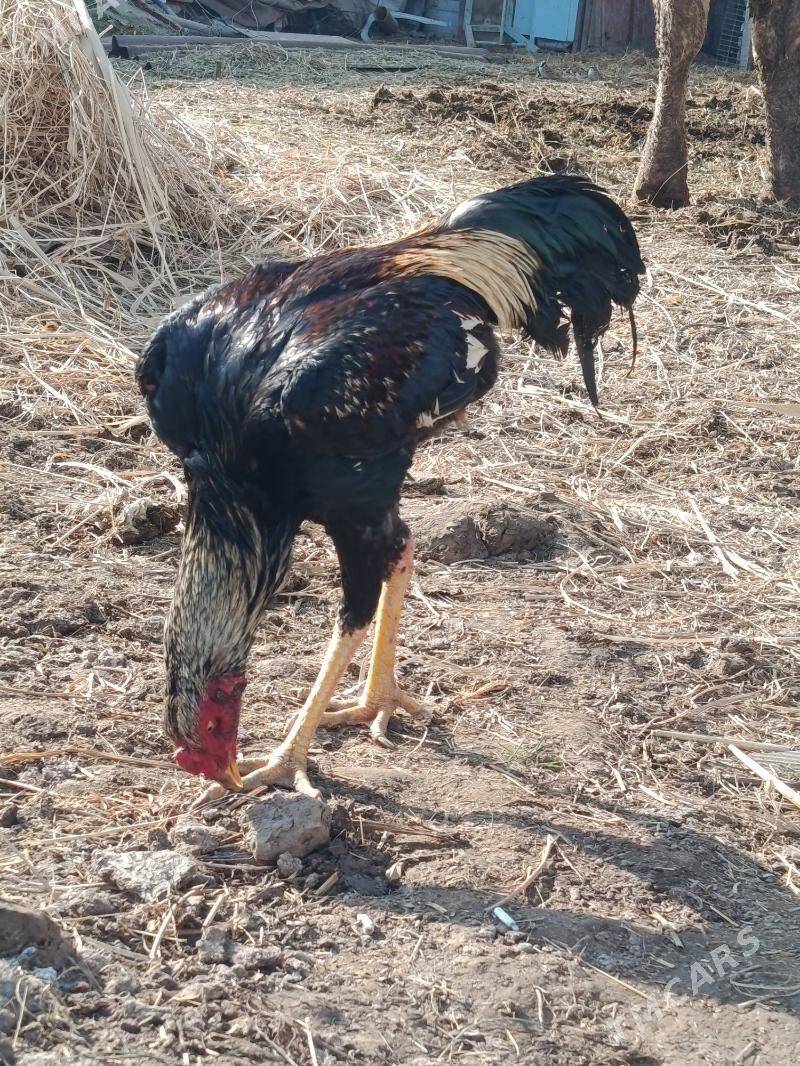 horaz juje - Türkmenabat - img 2