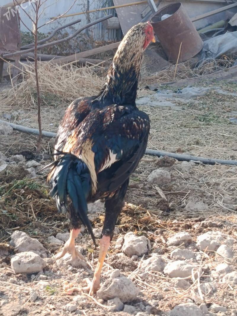 horaz juje - Türkmenabat - img 4