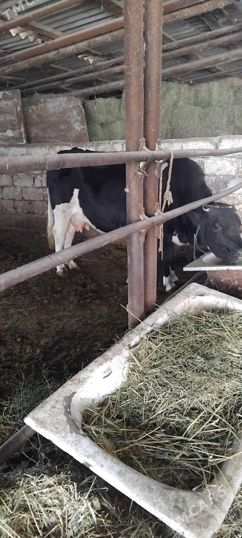 AGYR BOGAZ GIBRID SYGYR - Анев - img 2