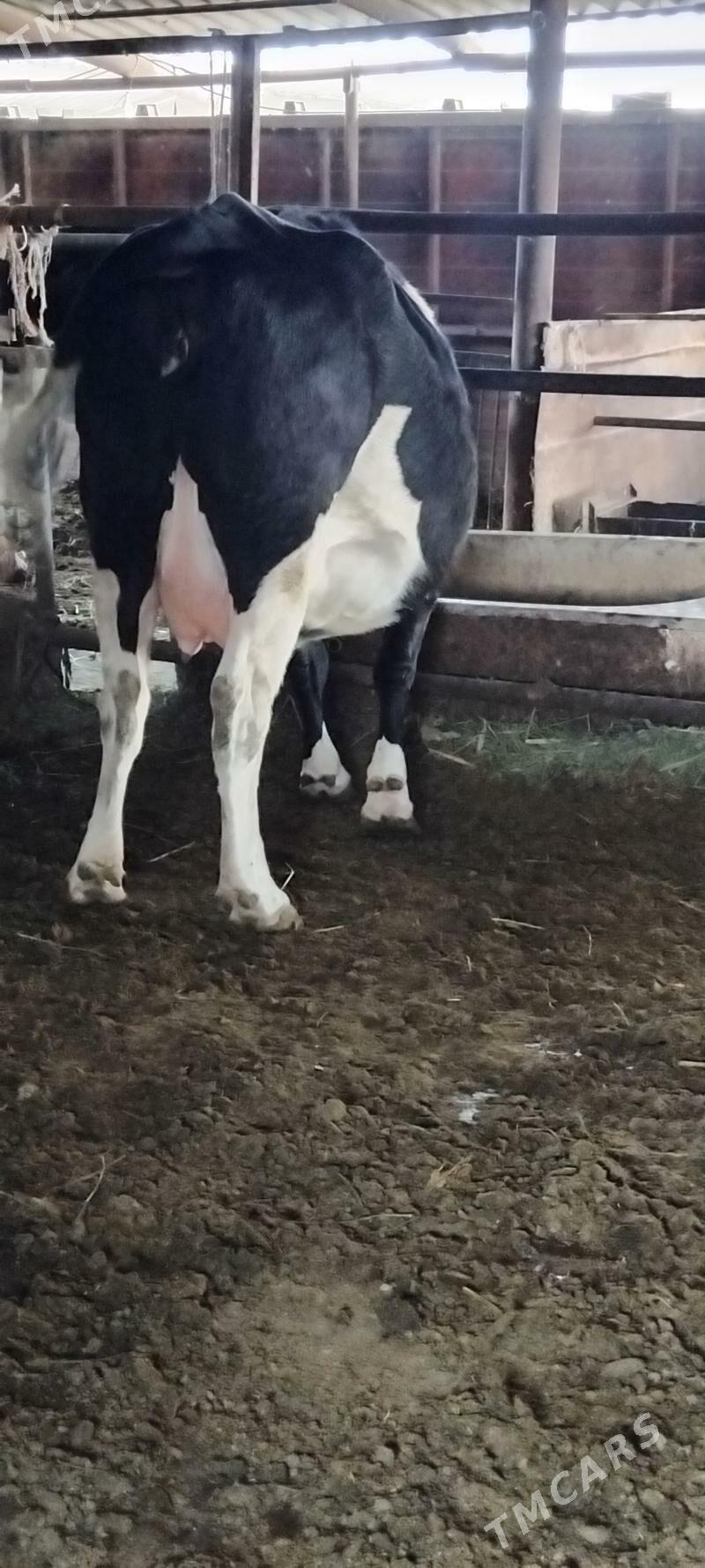 AGYR BOGAZ GIBRID SYGYR - Анев - img 1