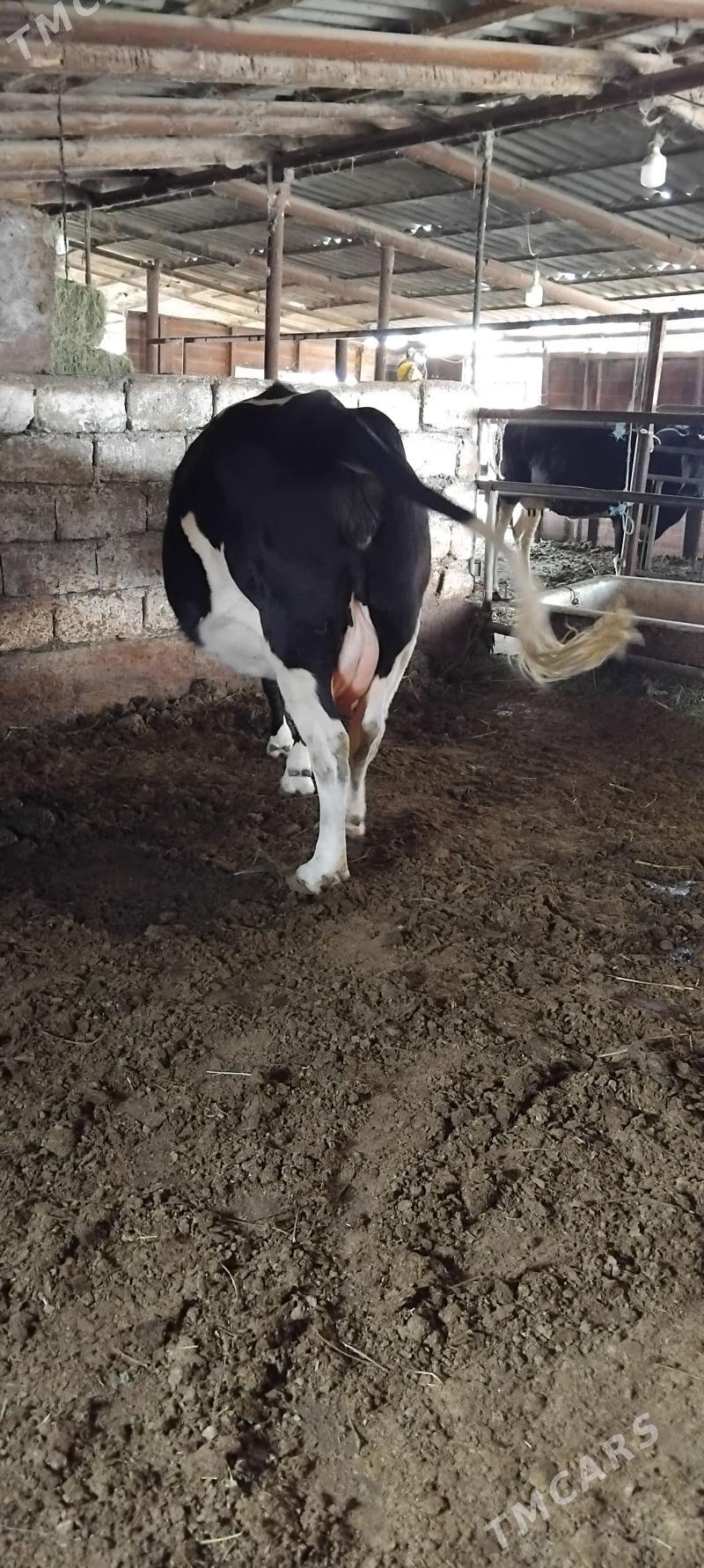 AGYR BOGAZ GIBRID SYGYR - Анев - img 3