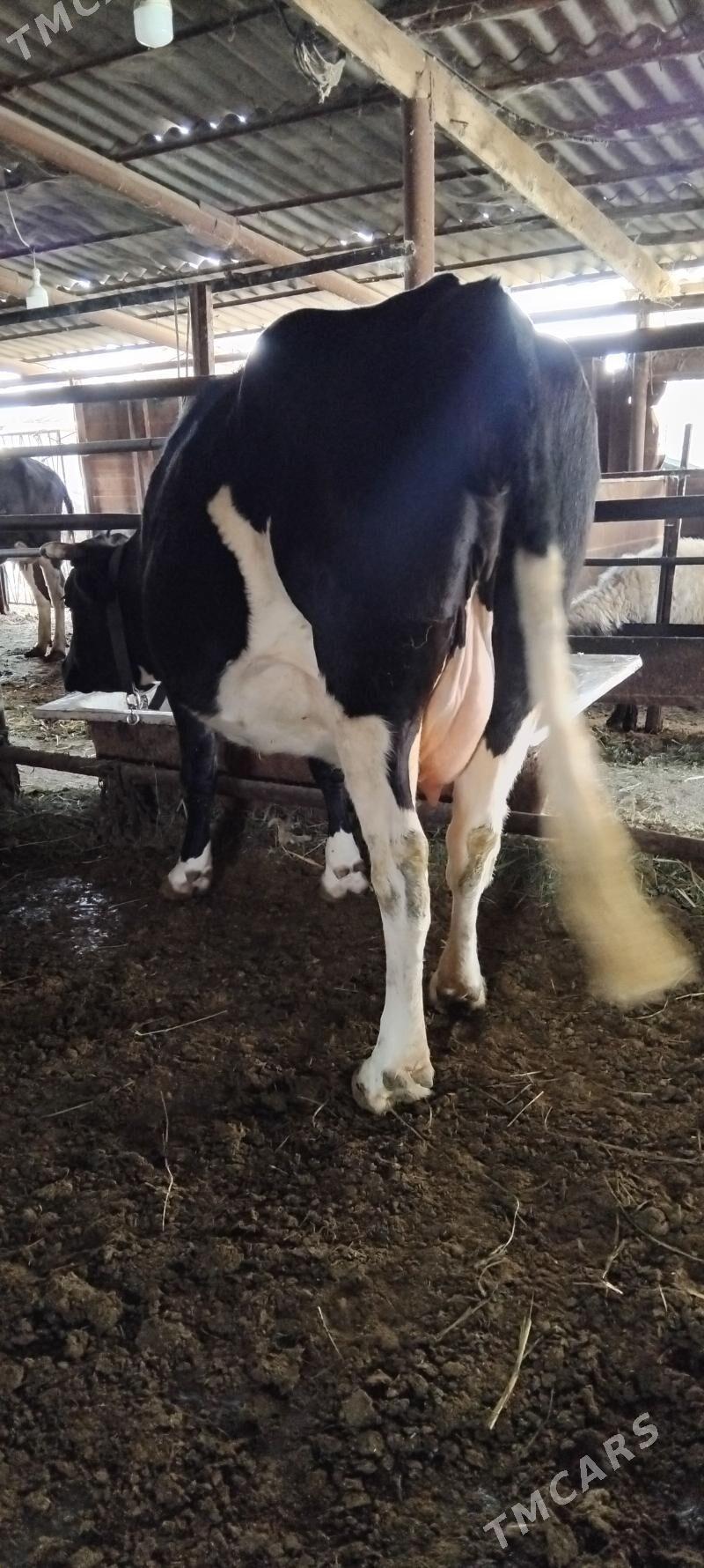 AGYR BOGAZ GIBRID SYGYR - Анев - img 4