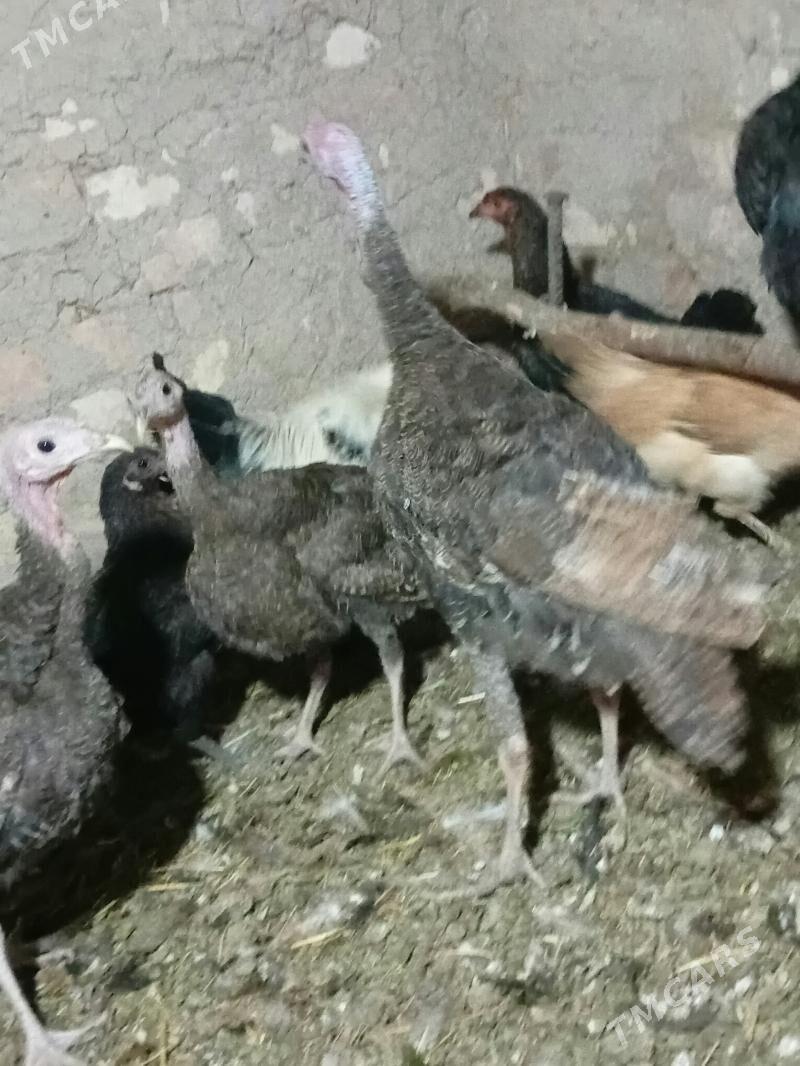 INDUK - Baýramaly - img 3