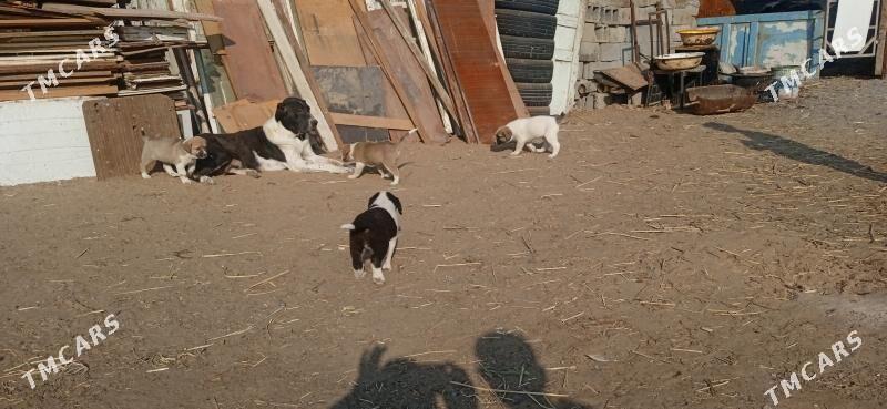 гужик - Бузмеин - img 2