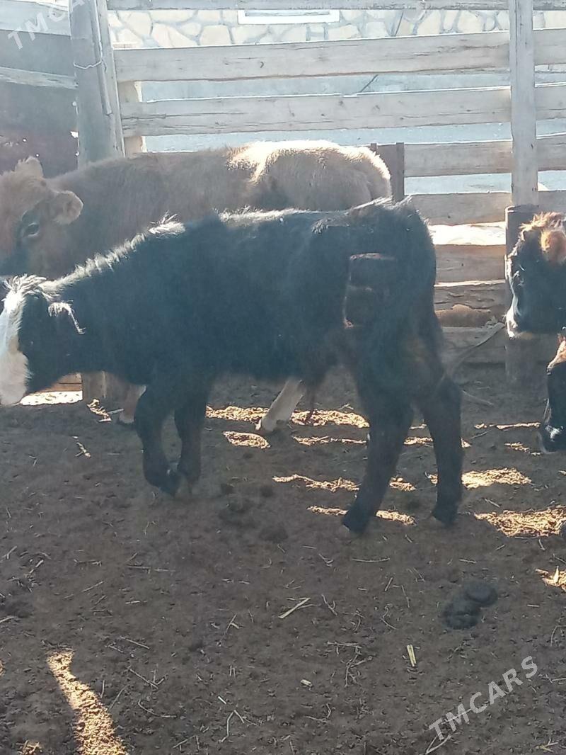 oküz - Esenguly - img 3