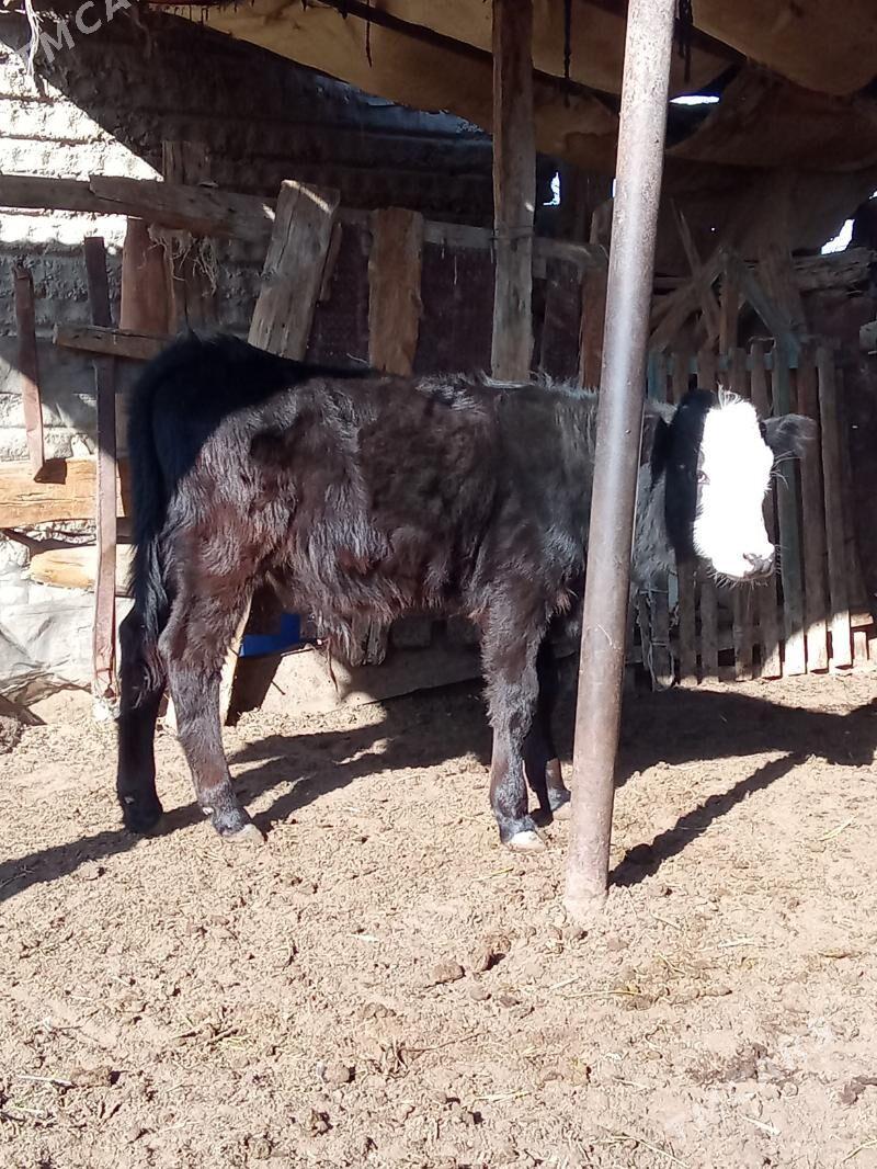 oküz - Esenguly - img 4