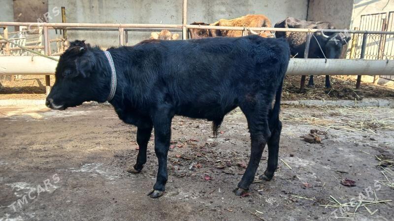 okuz - Ашхабад - img 3