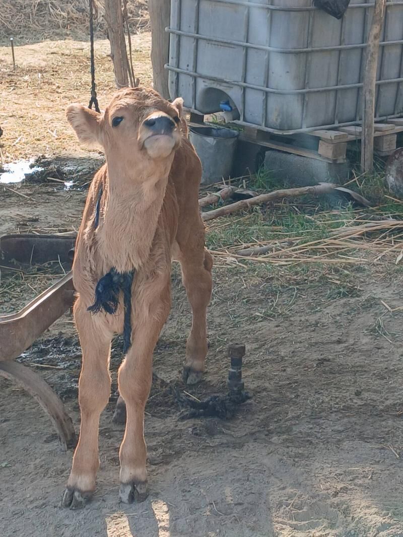 GOLELI SYGYR - Bäherden - img 5