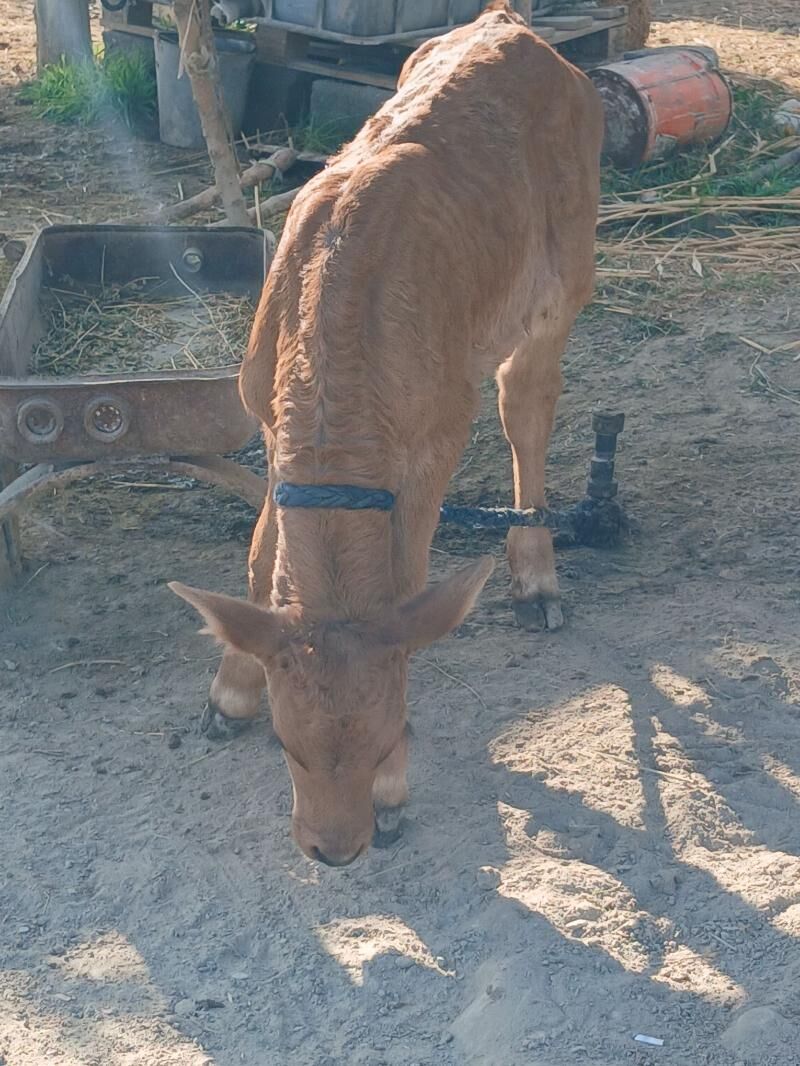 GOLELI SYGYR - Bäherden - img 6