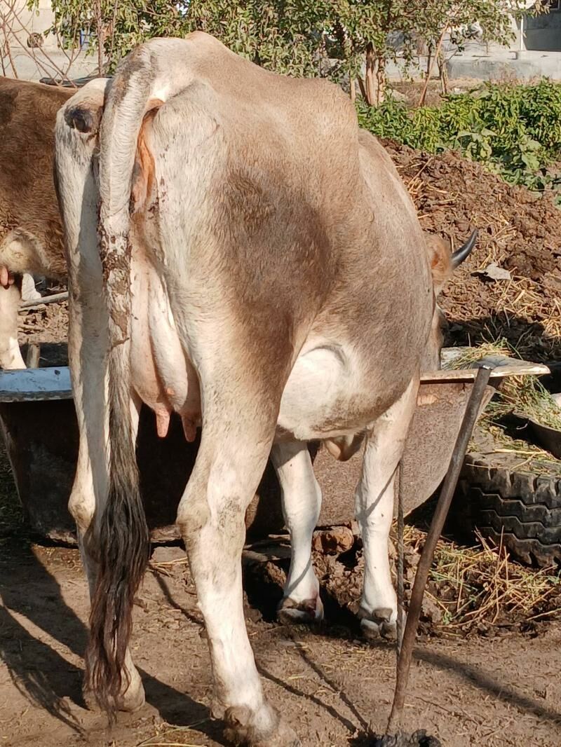 GOLELI SYGYR - Bäherden - img 4