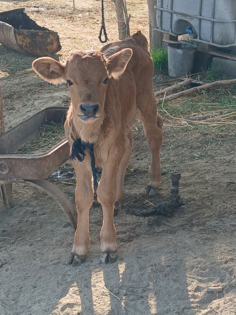 GOLELI SYGYR - Bäherden - img 7