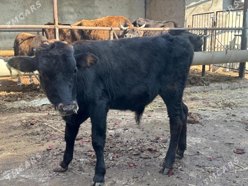 okuz - Ашхабад - img 2