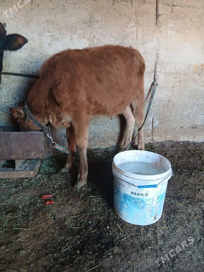 okuz - Gökdepe - img 2