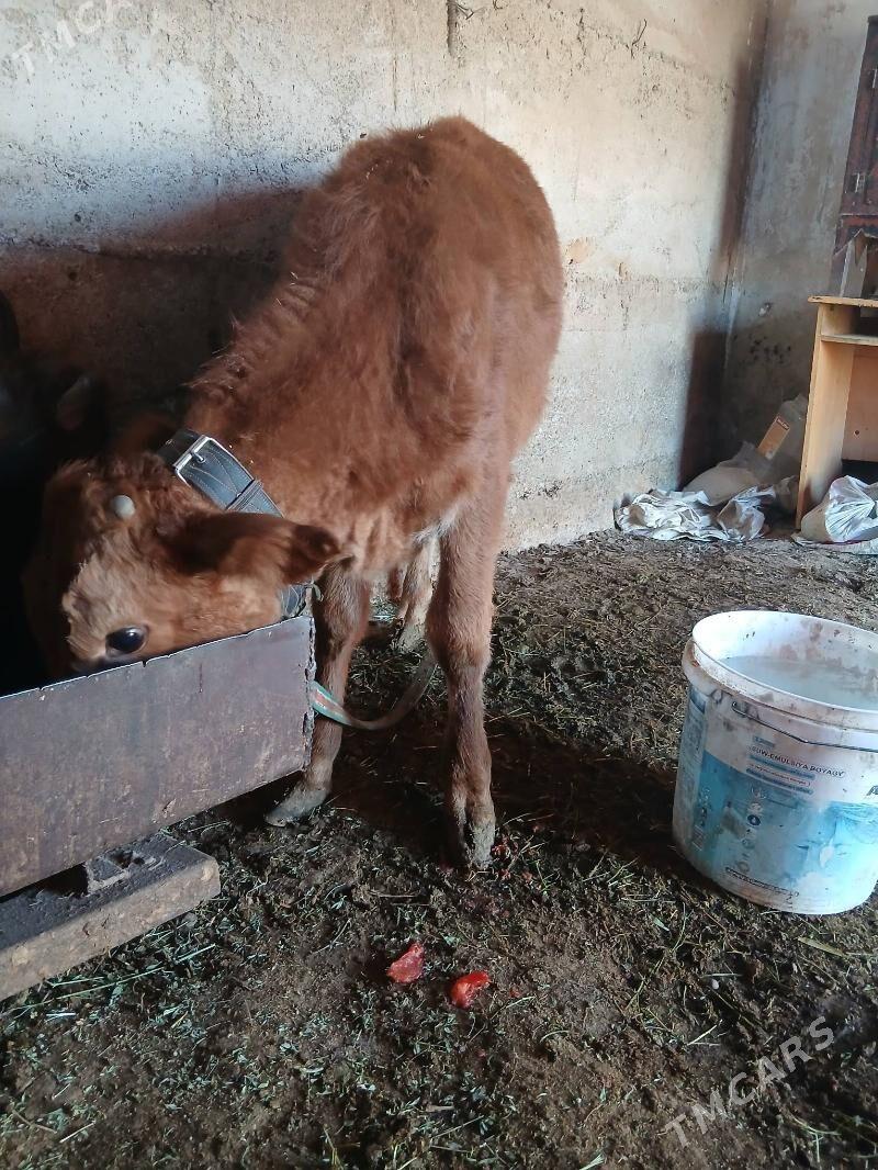 okuz - Gökdepe - img 4