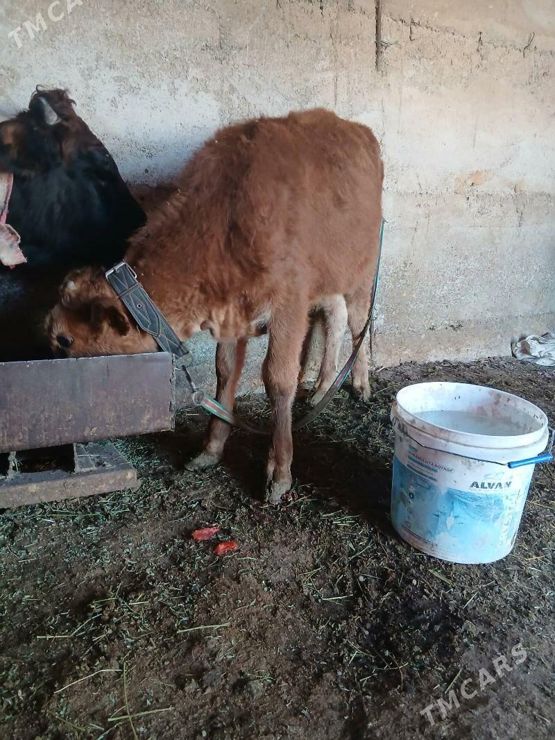 okuz - Gökdepe - img 3