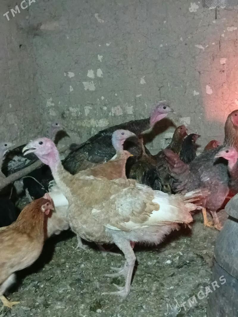 INDUK - Baýramaly - img 2