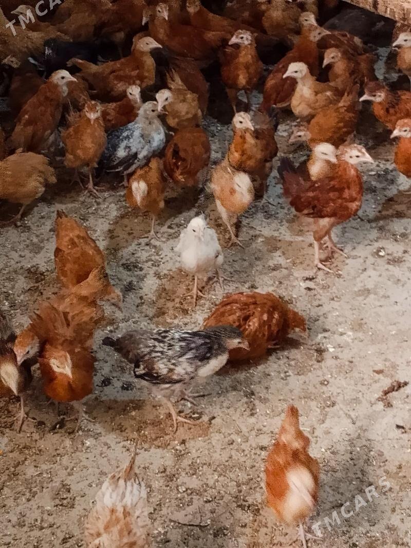 Elin juje - Bäherden - img 3