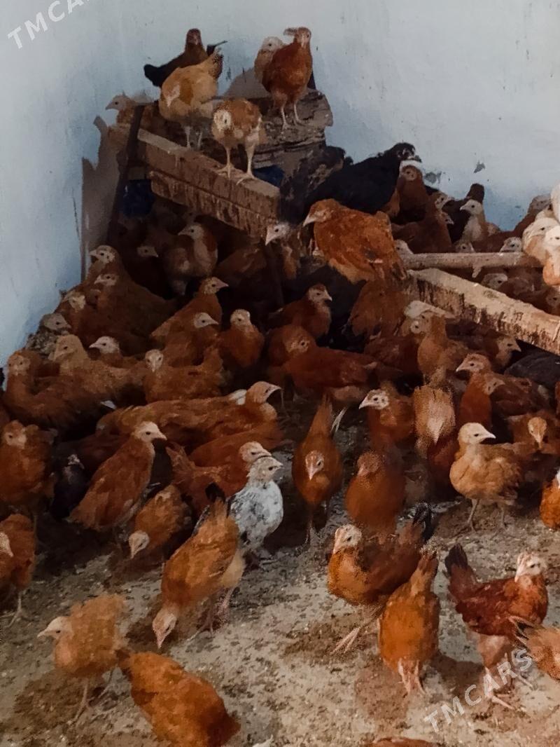 Elin juje - Bäherden - img 4