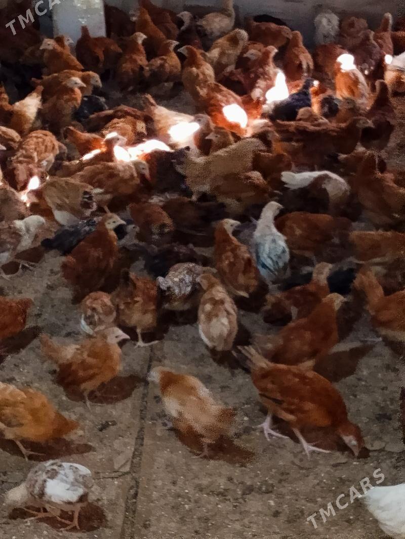 Elin juje - Bäherden - img 7