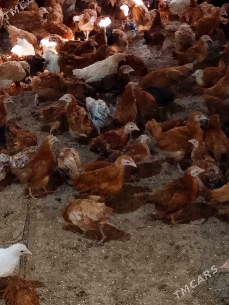 Elin juje - Bäherden - img 8