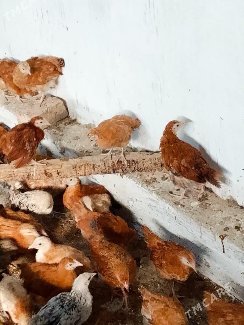 Elin juje - Bäherden - img 6