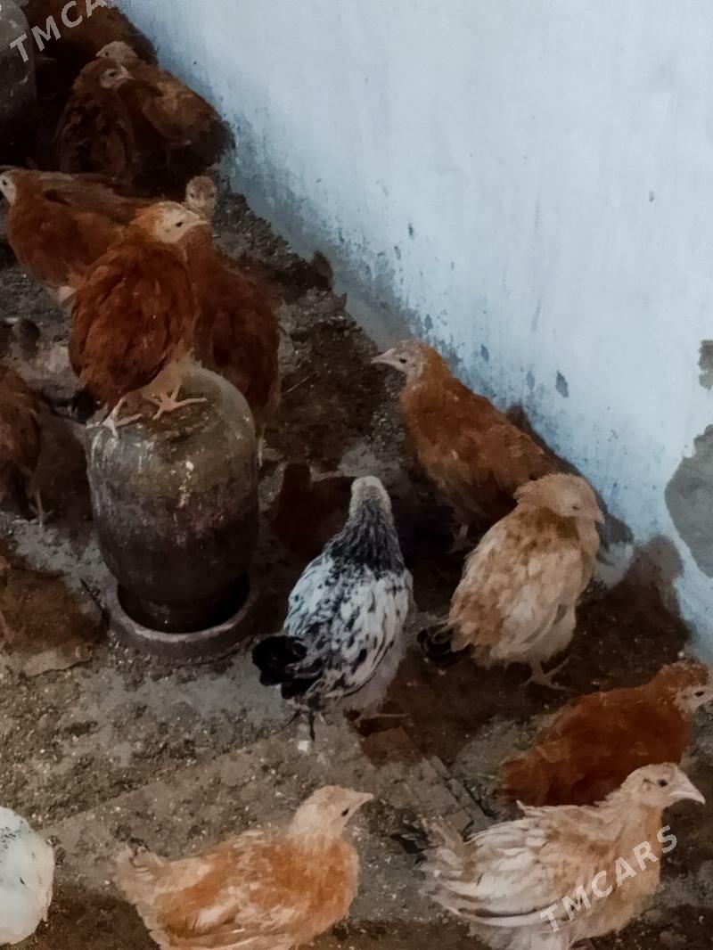 Elin juje - Bäherden - img 10