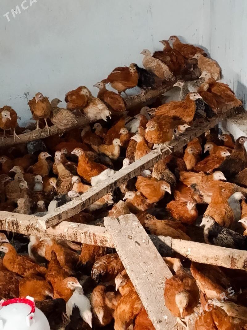 Elin juje - Bäherden - img 1