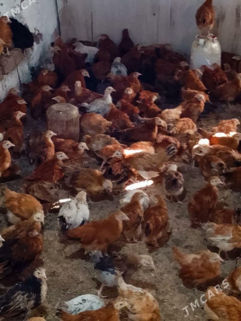 Elin juje - Bäherden - img 9