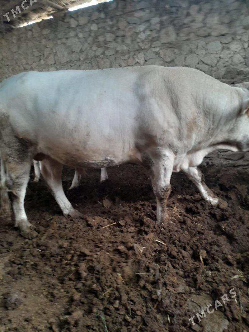 öküz - Bäherden - img 1