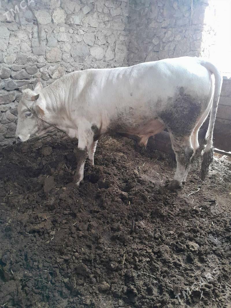 öküz - Bäherden - img 2