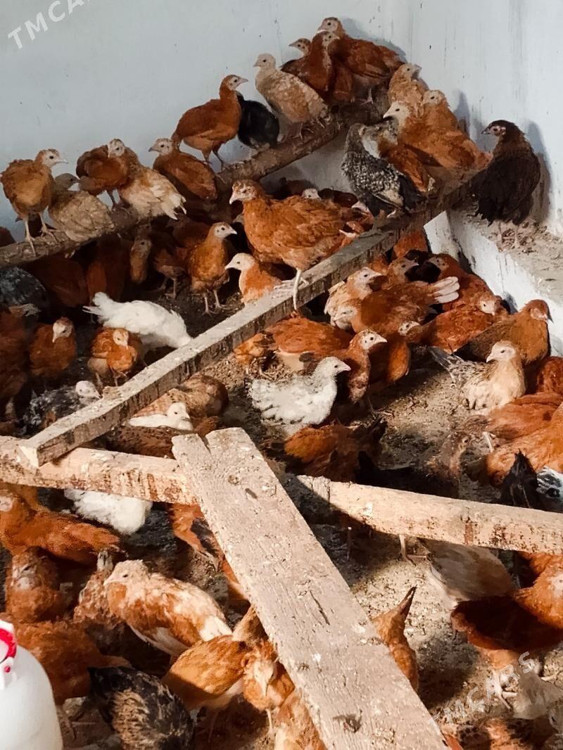 Elin juje - Bäherden - img 5